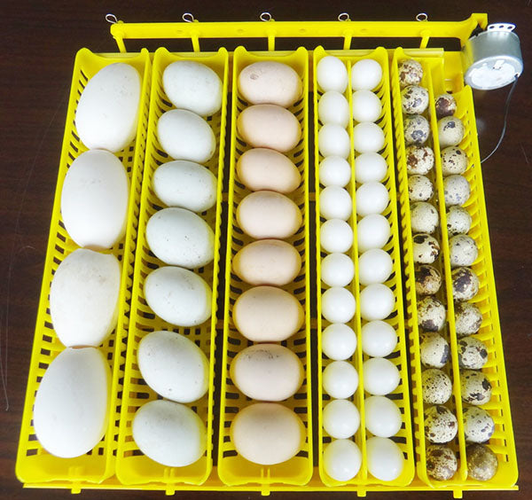 JANOEL Fully Automatic 39 Eggs Incubator